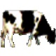 牧场专家2010奶牛场信息管理系统
